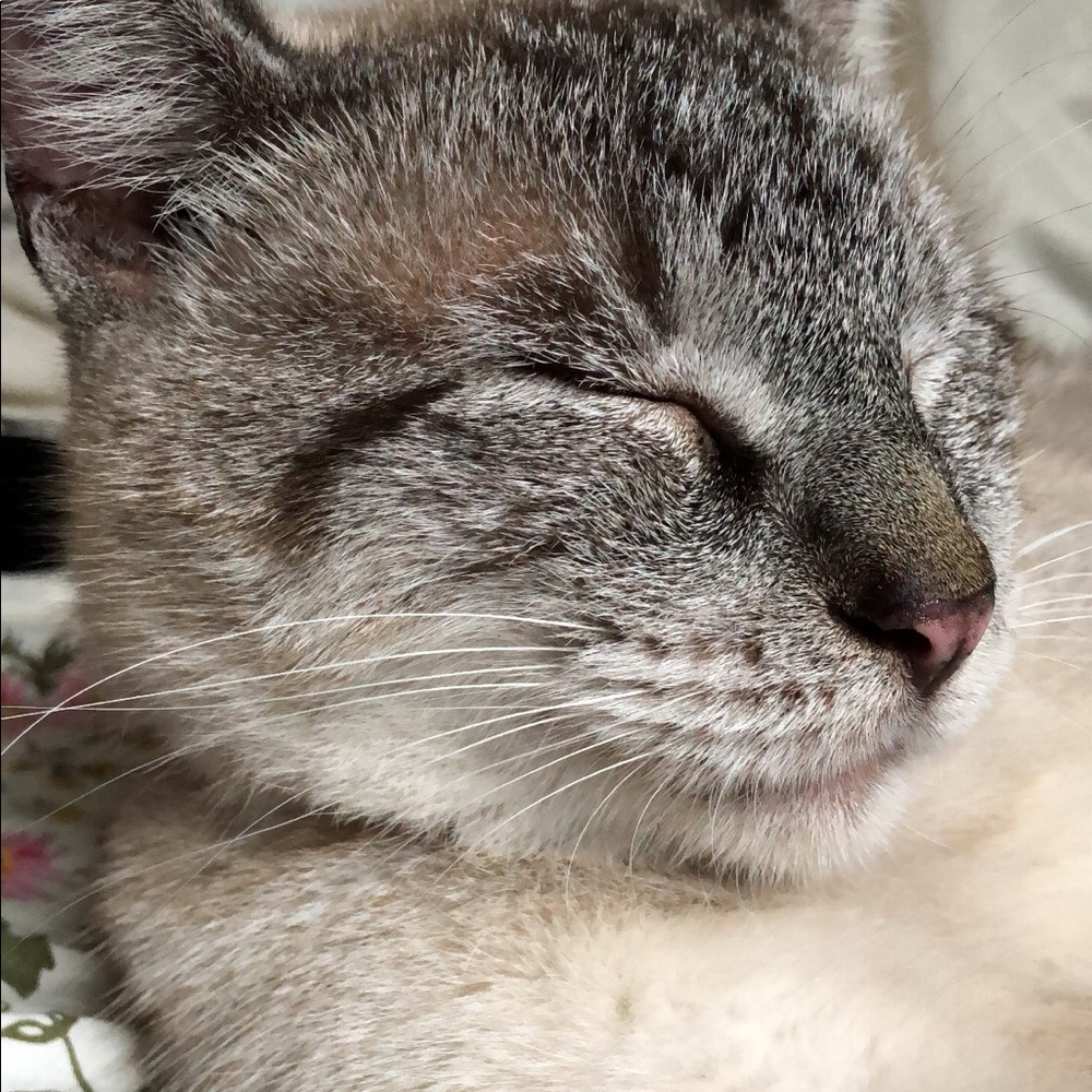 Meet your Posher, Anosha